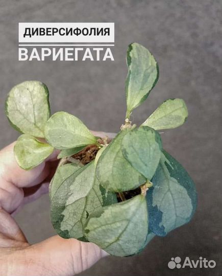 Фикусы все сорта 250