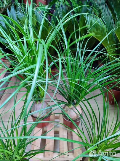 Нолина Бокарнея