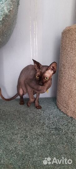 Канадский сфинкс