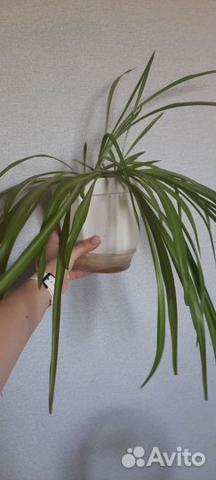 Хлорофитум (наверное), отдам