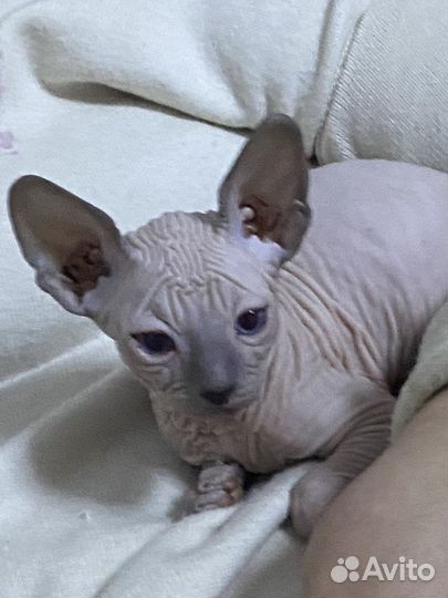 Канадский сфинкс котенок