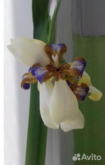 Шагающий ирис (Неомарика)