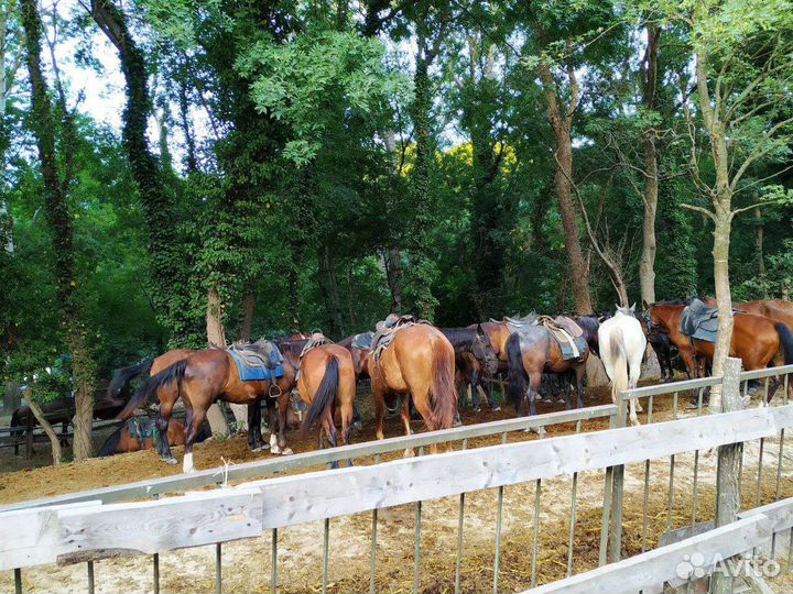 Экскурсии в Анапе, экскурсии на джиппах