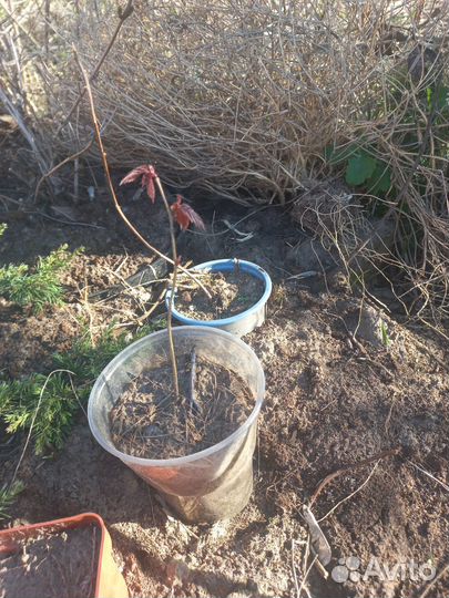 Лещина краснолистная (орешник)