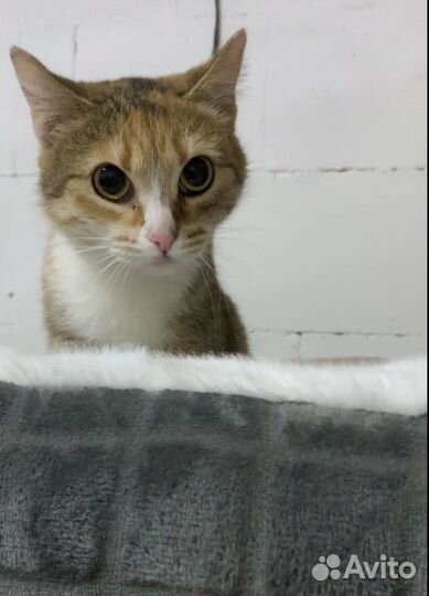 Кошка в добрые руки