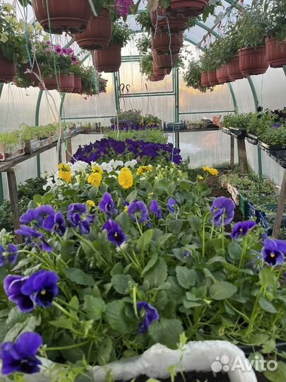Рассада петунии, многолетники, бархатцы, виолы