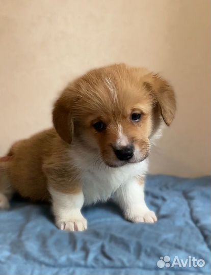 Щенок корги мальчик