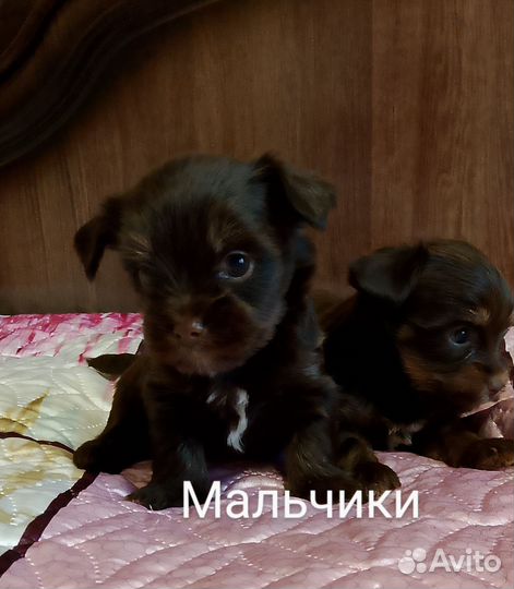 Шоколадные мальчики и девочки