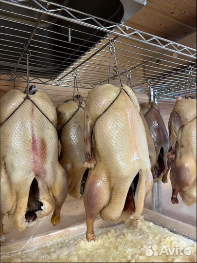 Гусь вяленый, копченый Утки Казылык