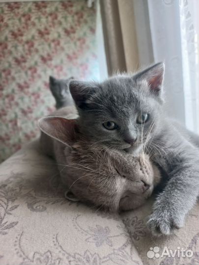 Отдам в добрые руки