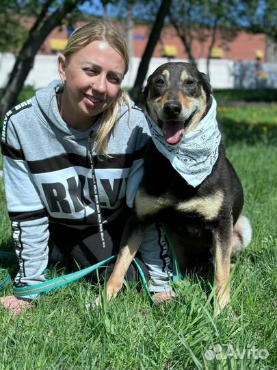 Собака в добрые руки отдам бесплатно