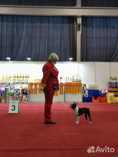 Бостон терьер вязка