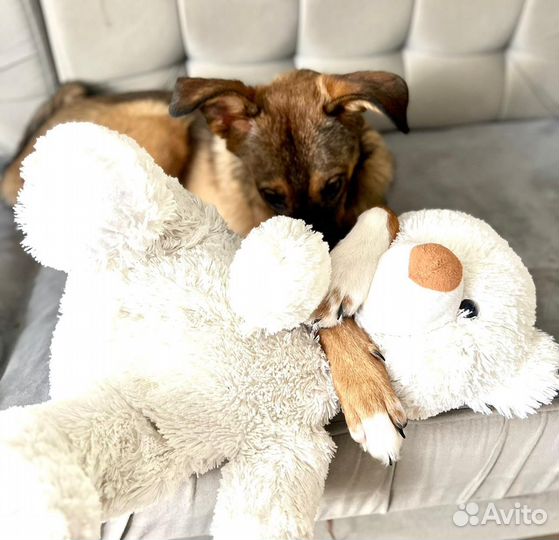 Щенок в добрые руки бесплатно