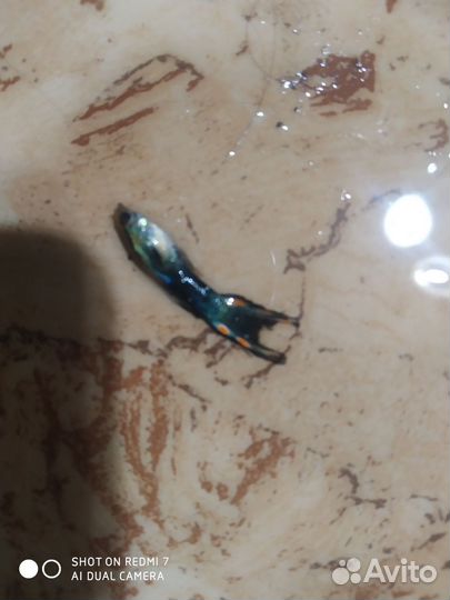 Аквариумные рыбки гуппи