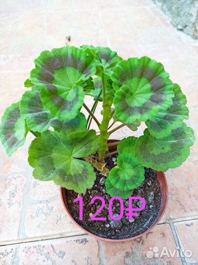 Цветы растения