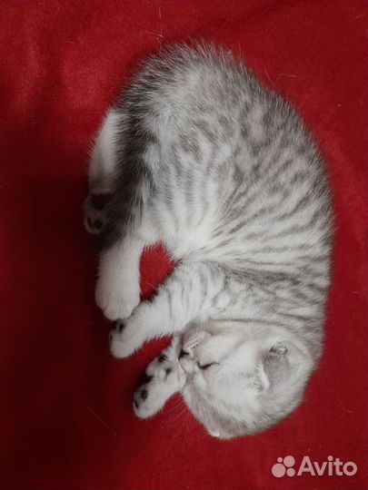Шотландские котята