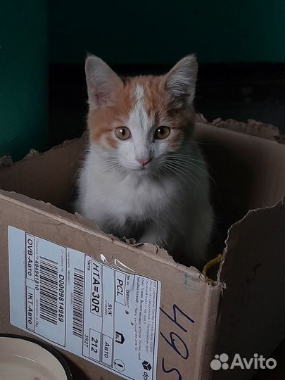 Отдам кота в добрые руки