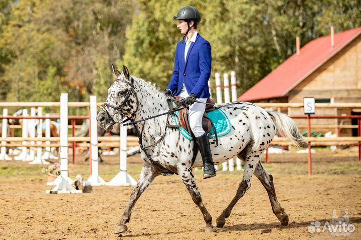 Верховая езда/аренда лошади