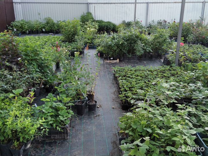 Саженцы плодово ягодных культур