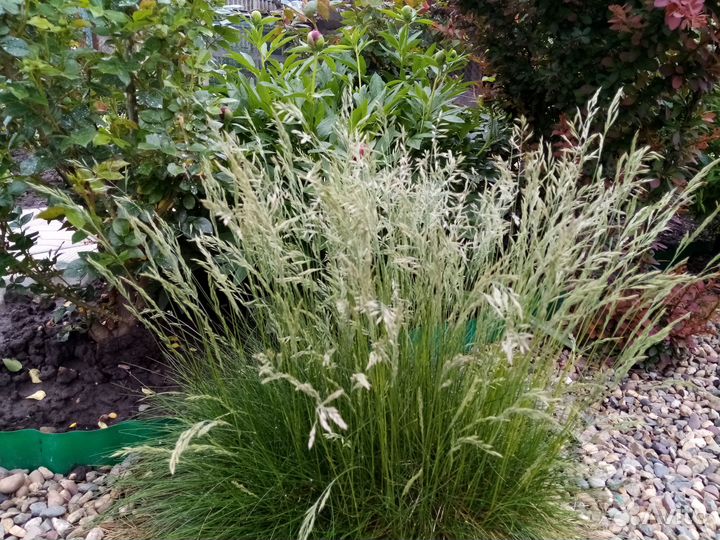 Садовые растения цветы