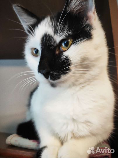 Кошка Сара. Бесплатно в хорошие руки