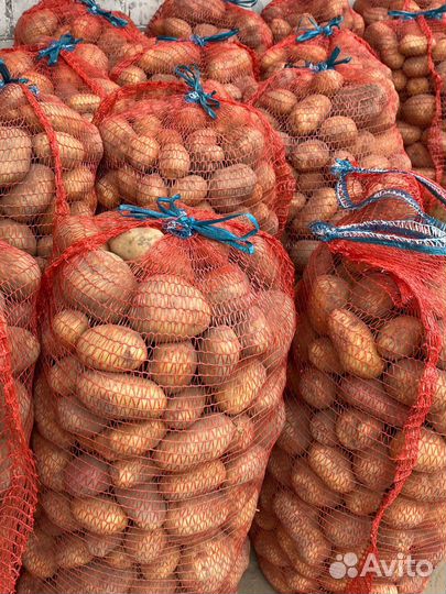 Картофель Сорта Винета