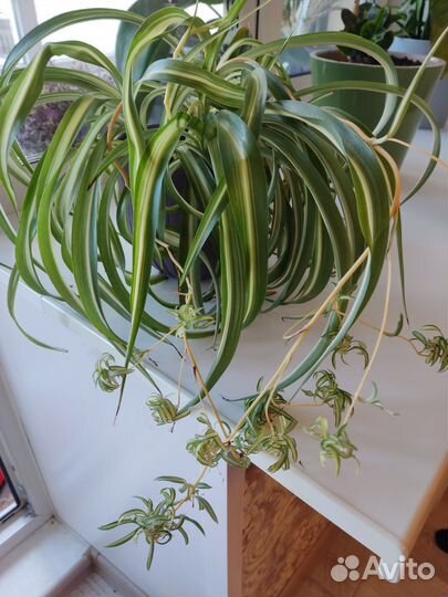 Хлорофитум кудрявый