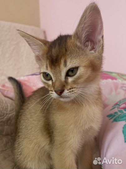 Абиссинские котята