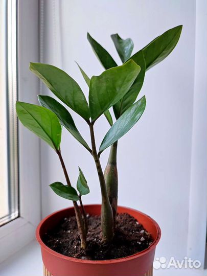 Замиокулькас