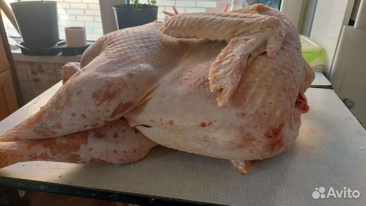 Индюки на мясо
