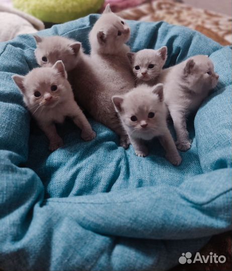 Британские котята