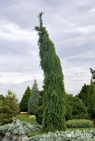 Ель пендула брунс