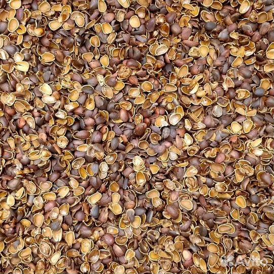 Скорлупа кедровая