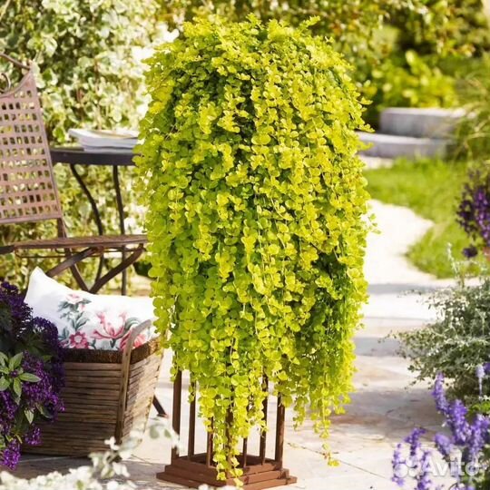 Вербейник монетный/монетчатый/ лизимахия