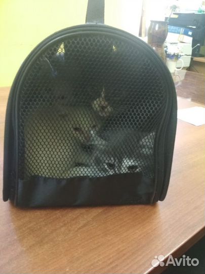 Котята,подкинутые в церковь