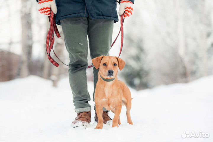 Рыжий коротколапик в поисках дома