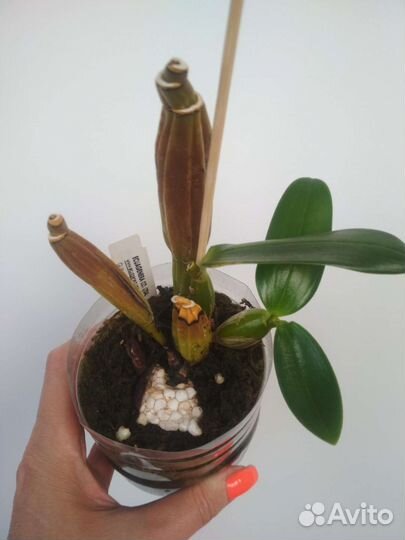 Орхидея дендробиум