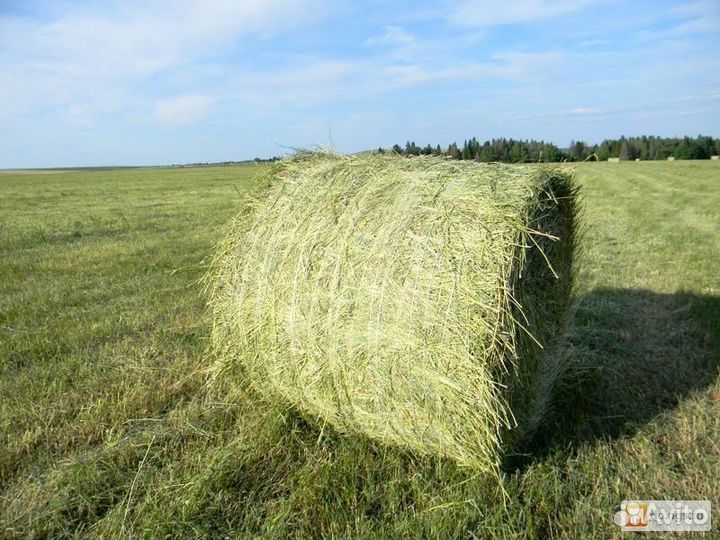 Сено в рулонах