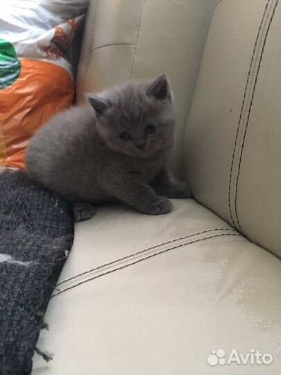 Котик приглашает кошечек