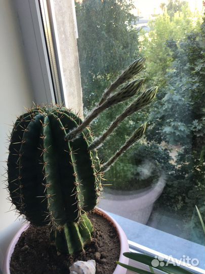 Кактус эхинопсис