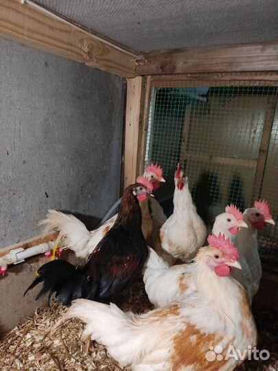 Молодые петухи