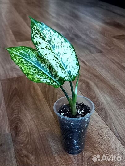 Аглаонема, сциндапсус, алоказия, сингониум