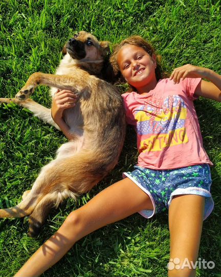 Метис овчарки маленькая Лора с переломом бедра