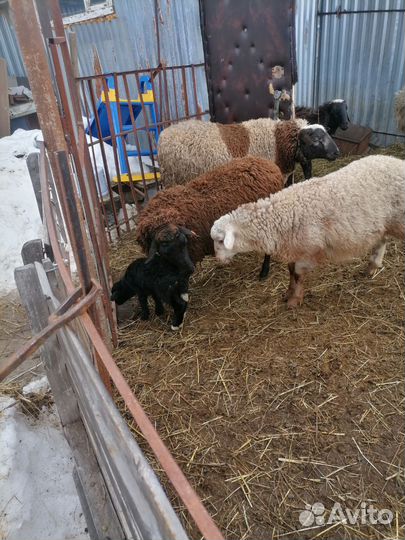 Овцы бараны курдючные