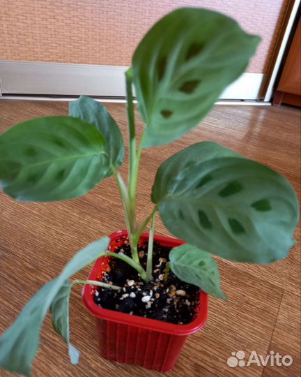 Маранта Керховена,пальма Хамедорея,Фатсия японская