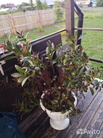 Комнатные растения цветы бесплатно