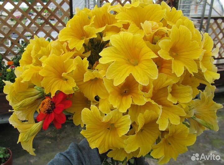 Сальпиглосис