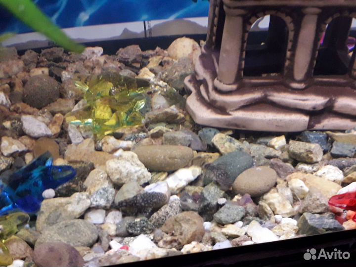 Сомики анциструсы