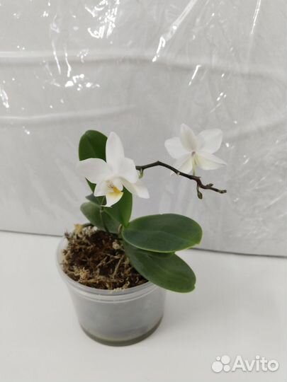 Орхидея фаленопсис мини