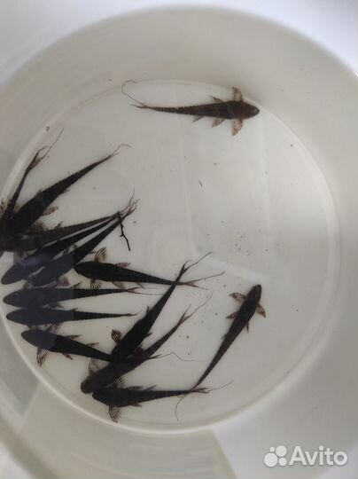 L сомы 333 и 181